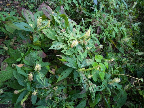 Comanthosphace japonica, photograph 1