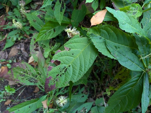 Comanthosphace japonica, photograph 2