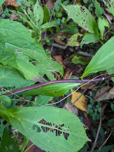 Comanthosphace japonica, photograph 3