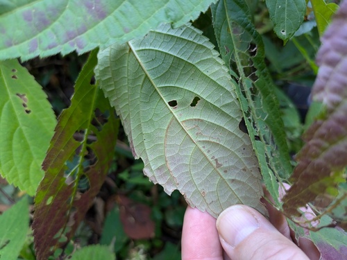 Comanthosphace japonica, photograph 4