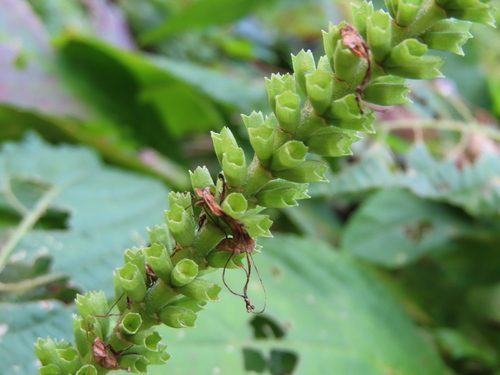 Comanthosphace japonica, photograph 6