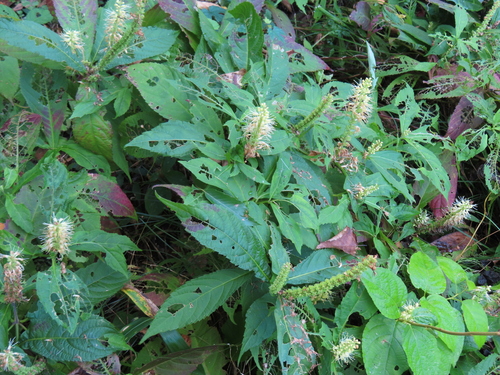Comanthosphace japonica, photograph 5