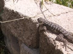 Sceloporus occidentalis longipes