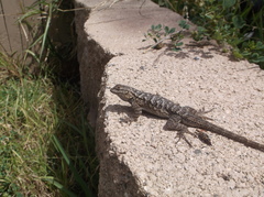 Sceloporus occidentalis longipes