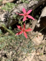 Ipomopsis aggregata bridgesii