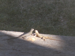 Sceloporus occidentalis longipes