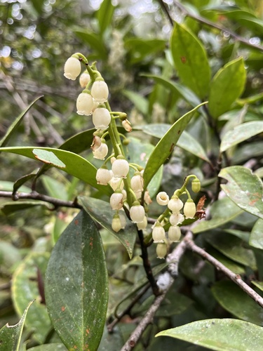 Vaccinium laurifolium observed 2024-11-14