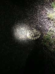 Crotalus ornatus
