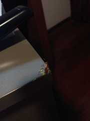 Camponotus substitutus