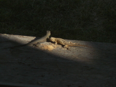 Sceloporus occidentalis longipes