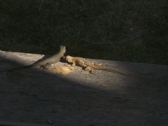 Sceloporus occidentalis longipes