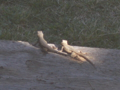 Sceloporus occidentalis longipes