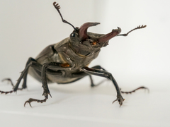 Lucanus cervus