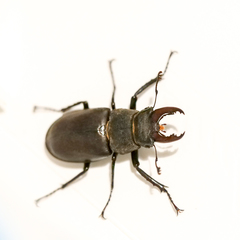 Lucanus cervus