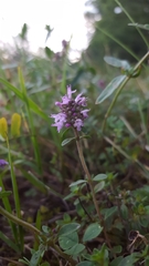 Serpyllum