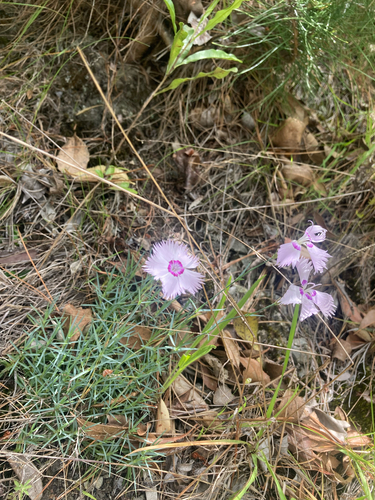Dianthus plumarius