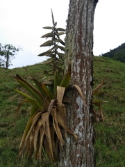 Tillandsia fendleri
