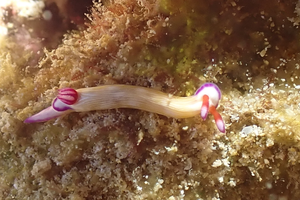 Violet-gill Nudibranch