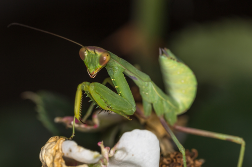 Transcaucasian Giant Mantis