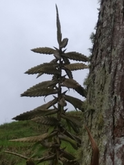 Tillandsia fendleri