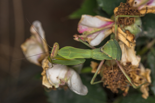 Transcaucasian Giant Mantis