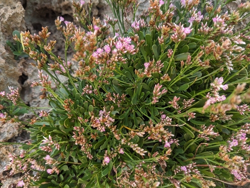Limonium wrightii iNat (3)