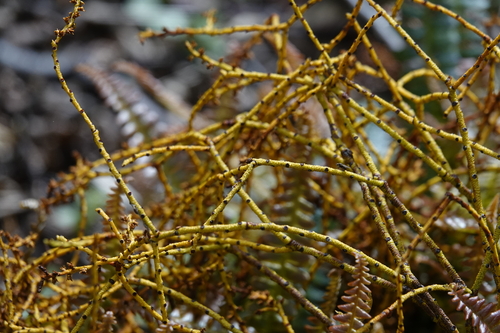 Image of Misodendrum punctulatum by (c) Paul Prior, some rights reserved (CC BY)