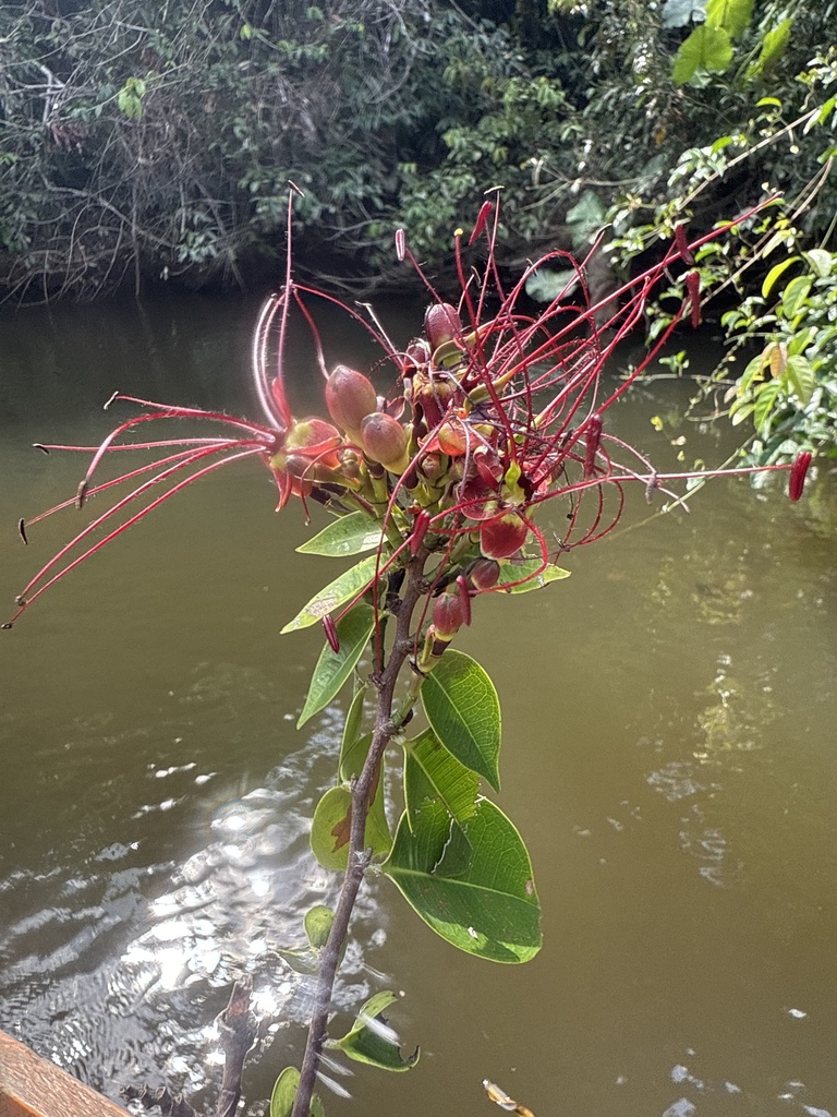 Paloue riparia