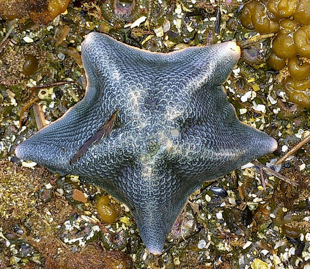 Bat Stars