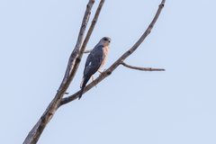 Accipiter brevipes