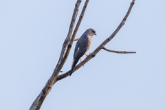 Accipiter brevipes