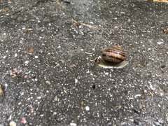 Helix albescens