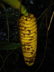 Cyclanthus bipartitus