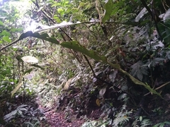 Cyclanthus bipartitus