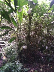 Cyclanthus bipartitus