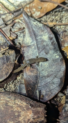 Nichols Least Gecko, Sphaerodactylus nicholsi