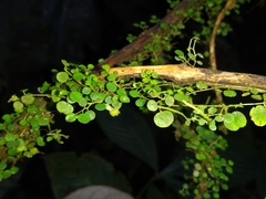 Peperomia rotundifolia