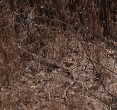 Masticophis taeniatus taeniatus