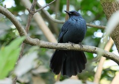 Blue Mockingbird photo 2