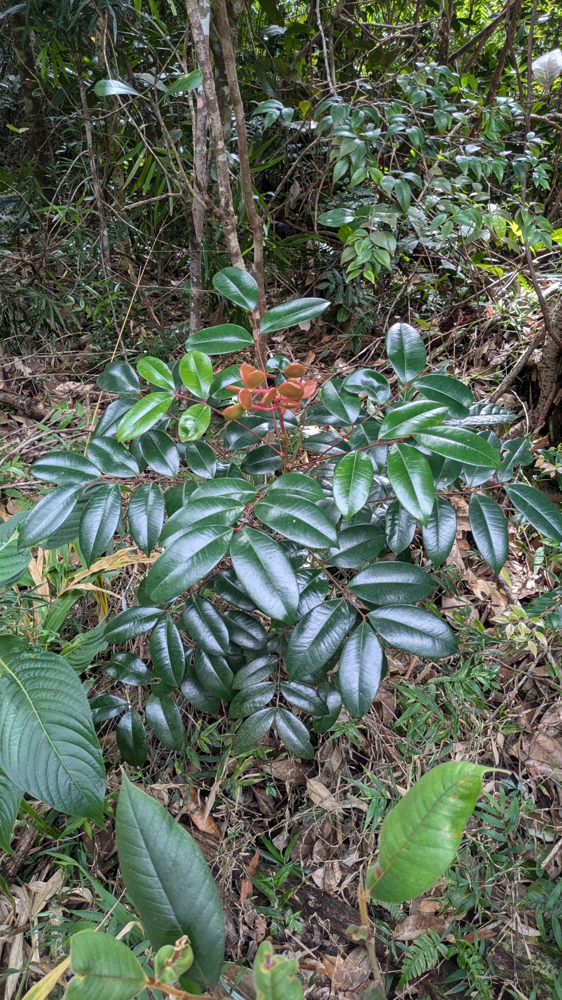 Simarouba tulae