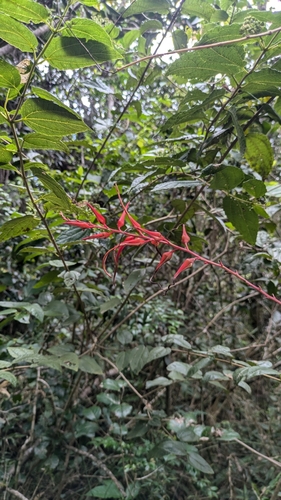 Image of Pitcairnia angustifolia by (c) Thibaud Aronson, some rights reserved (CC BY-SA)
