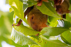 Myotis formosus flavus