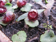 Corybas fimbriatus