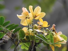 Senna surattensis