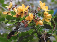 Senna surattensis