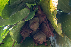 Myotis formosus flavus