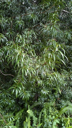 yucca plum pine (Podocarpus coriaceus)