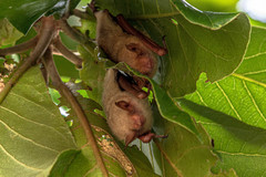 Myotis formosus flavus