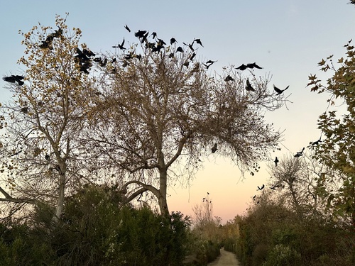 iNaturalist observation photo of American Crow