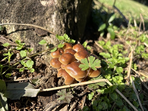Flammulina velutipes